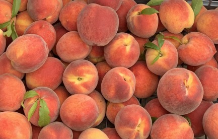 Peaches grown 