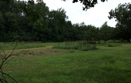 Current garden patch