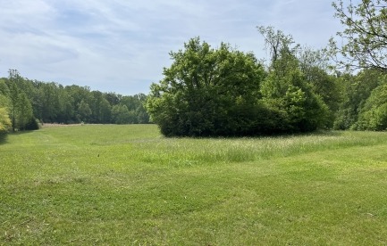 Back Field