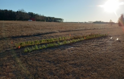 Nursery Beds and Field Crops