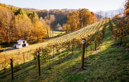 Vineyard with mtn view