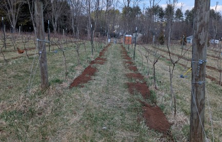 compost applied as top dressing to vines