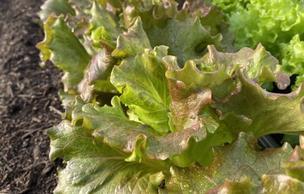 Lettuce crop in winter production