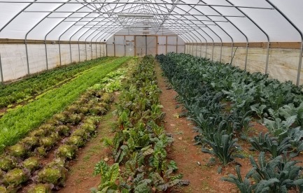 Hoophouse winter crops