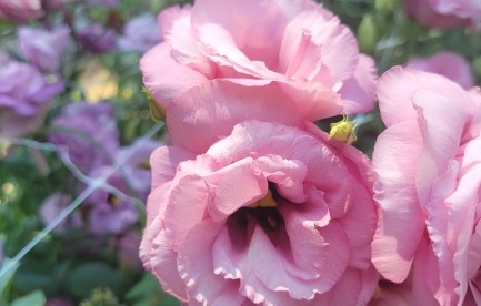 Specialty flowers 