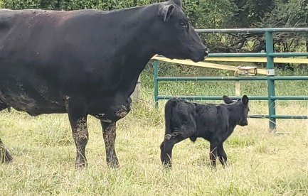 One of my Original Registered Cow purchases and her September of 2024 Calf