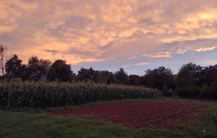 sunset over corn