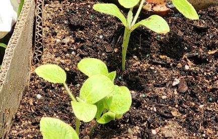 Plant box