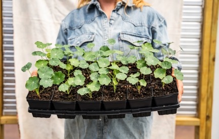 We Grow Potted Plants In Spring. 