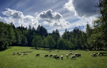 a pasture with sheep and a cloudy sunny sky with a forest in the background