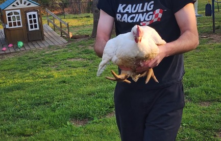 This is a 7/8 week old cornish cross broiler we raised in our backyard on grass/pasture in 2026.