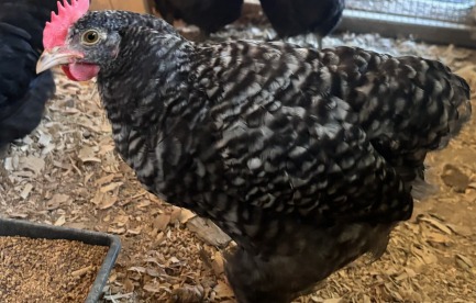 Barred chicken standing among black chickens inside the coop.