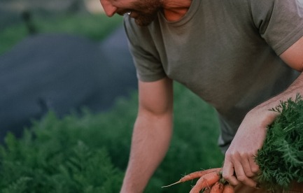 Harvesting carrots