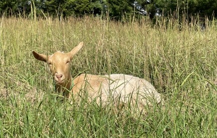 Flora. Guernsey milk goat doeling.