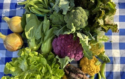 Florida winter CSA share