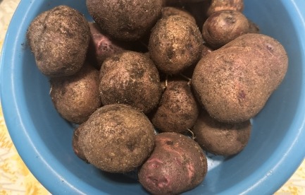 The first potatoes I’ve ever grown