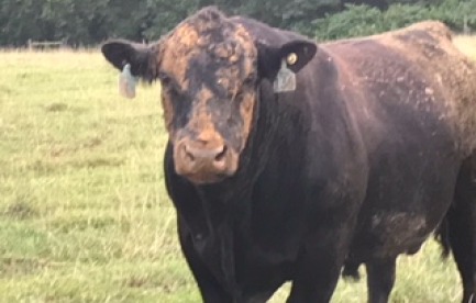 Cool Springs Angus Farm, LLC