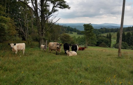 Rotationally grazing cattle on pasture, AMI Farm 202