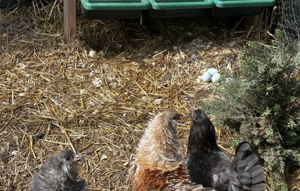 Hens in their pen next to a green nesting box, on straw.