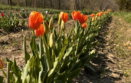 Tulips on rows