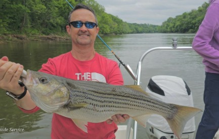 Striper run in May on the Roanoke River
