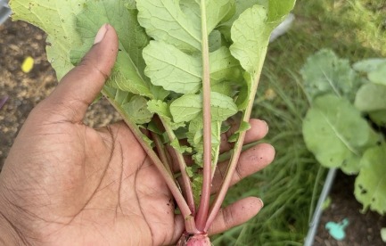 A radish I harvested