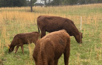 My herd