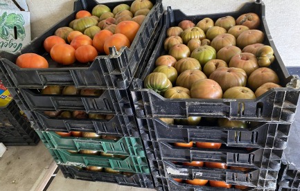 Trays of beefsteak and cherokee purple tomatoes ready for market