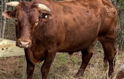 Beefmaster Bull