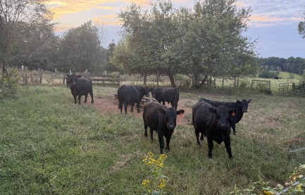 Some of our cows