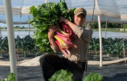 Drew harvesting rainbow chard from cat tunnels in northern Colorado 