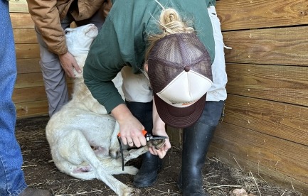 A person in a green shirt and brown cap trims a sheep’s hoof while another person steadies the animal inside a wooden pen. The sheep is calm and lying on its side on the barn floor. The scene captures hands-on animal care and teamwork on the farm.