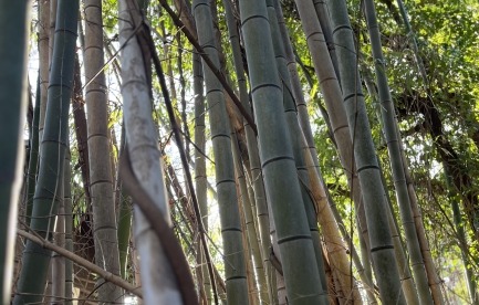 Timber Bamboo farm 