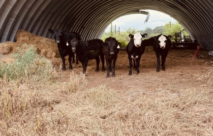 This is 5 of my cows I’m looking for a pasture for them