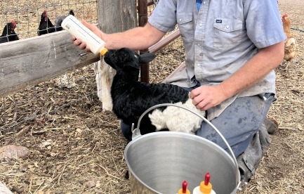 Mike bottle feeding lambs at Sustainable Settings in Colorado 