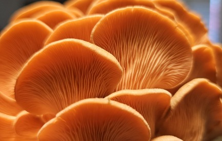 Pink Oyster mushrooms.