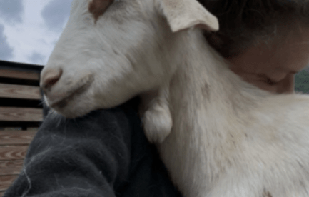 Sharing a quiet moment with Perry, one of the goats I've spent years caring for. Building trusting relationships with individual animals is at the heart of why I'm seeking a long-term farm where they can live safely and where I can continue providing thoughtful, daily care.