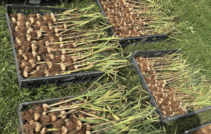 garlic harvest - 6 trays