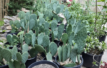 Prickly pear patch (ask me why we love them!)