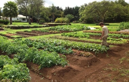 This is one of our farms we built by hand on Maui, Hawaii.