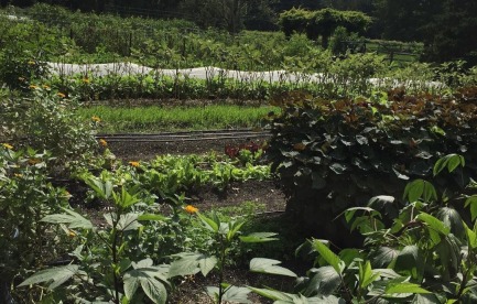 Veggie Gardens