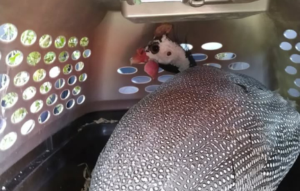 Guinea hen.  Separating couples is heart breaking.  The female calls come back 😭