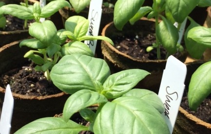 Herbs started from seed in 10x48 hoop house