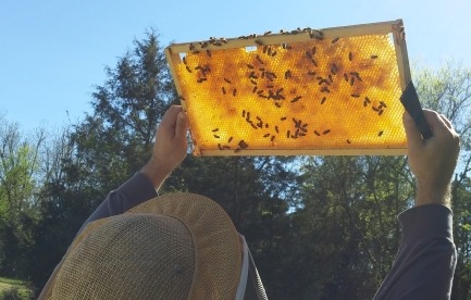 Honey