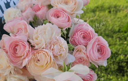 pink ranunculus