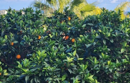 Tangerine tree