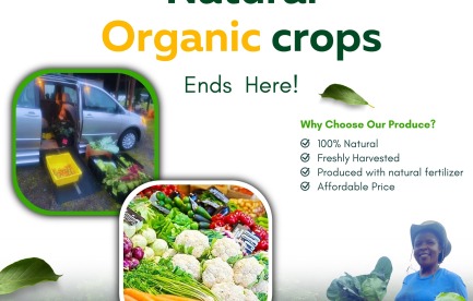 This image is a promotional poster for Harvest Roots Organic Farm. It highlights the farm’s focus on natural, organic crops, showcasing vibrant photos of farmers harvesting and fresh produce in the field. The flyer emphasizes that the produce is 100% organic, freshly harvested, and grown without chemical fertilizers, featuring the tagline “Your search for Natural Organic Crops Ends Here!” along with farm contact details and branding