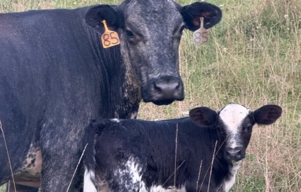 I love my cows and calving is very rewarding!