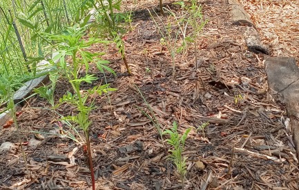 Small in ground garden bed growing tomatoes and marigolds 