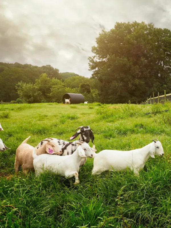 Goats walking through high grass.